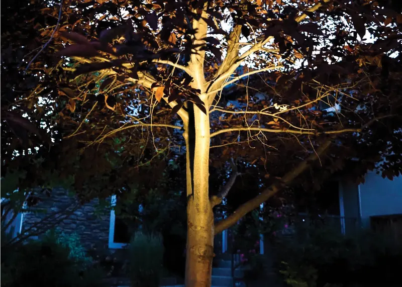 A single landscape light lifting a mature tree out of the dark
