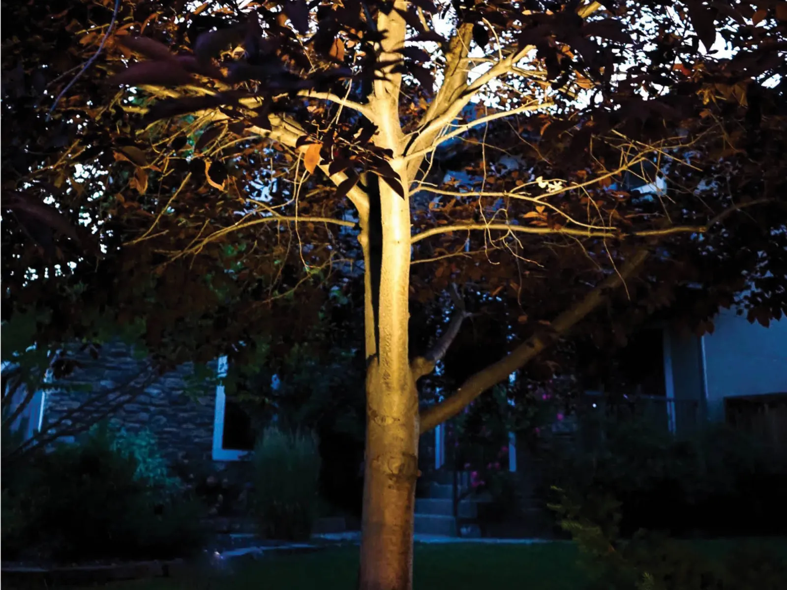 Mature tree lit from below by a warm white landscape light in front of a house at night