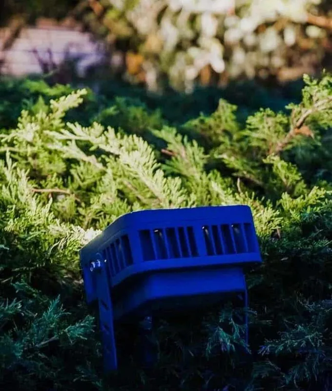 Compact landscape light fixture tucked into low evergreen shrubs